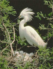 Snowy Egret<br>Photo from U.S. Fish and Wildlife Service<br>Southern New England - NY Bight Coastal 