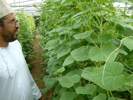 A thriving Seawater Greenhouse in Oman<br> (http://www.seawatergreenhouse.com/30.07.04%20038.JPG)