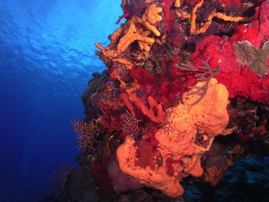 Coral and sponges<br>Photo courtesy of Jim Dean