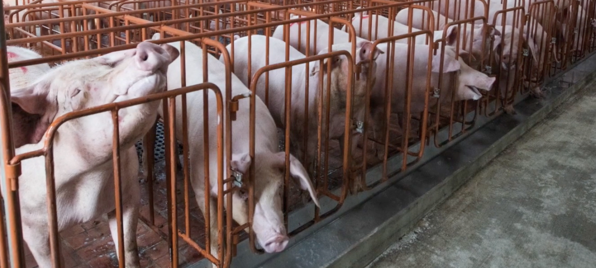 Pigs in a pig farm
